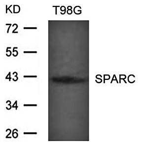SPARC Antibody