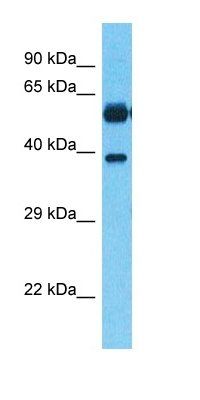 SPAS2 antibody
