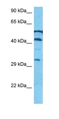 SPAS2 antibody