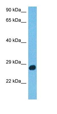 SPAT4 antibody