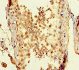SPATA16 Antibody