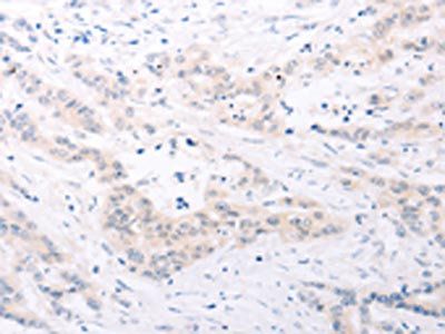 SPATA16 antibody