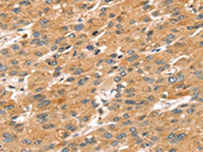 SPATA18 Antibody