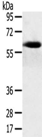 SPATA18 Antibody