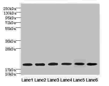 SPATA19 Antibody