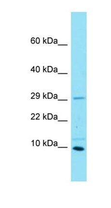 SPATA33 antibody