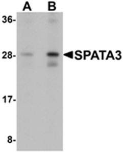SPATA3 Antibody