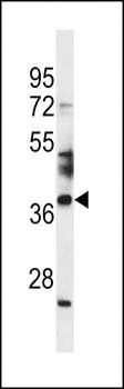 SPATA4 antibody