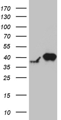 SPATA46 Antibody