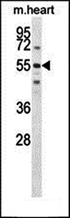 SPATC1 antibody