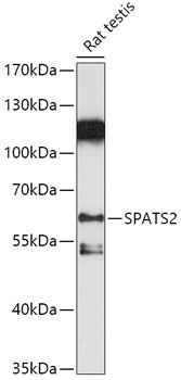SPATS2 antibody