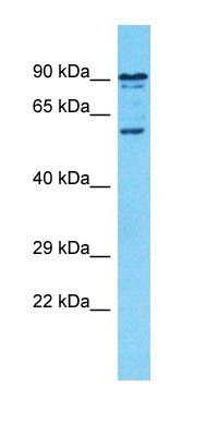 SPATS2L antibody