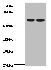SPATS2L Antibody