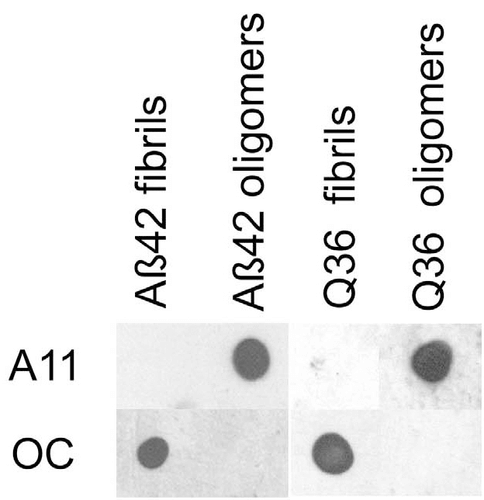 Amyloid Oligomers (A11) antibody