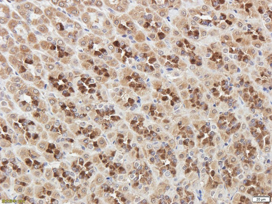SPC18 Rabbit Polyclonal Antibody