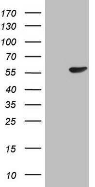 SPC25 Antibody