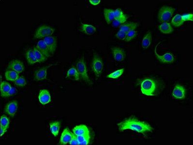 SPCS1 Antibody