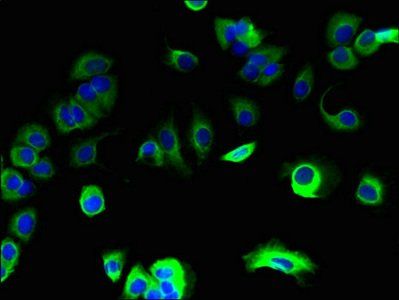 SPCS1 antibody