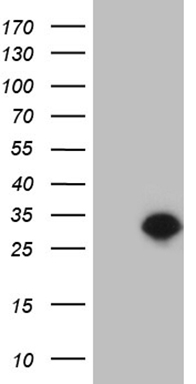 SPCS2 Antibody