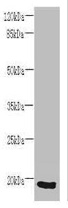 SPCS3 Antibody