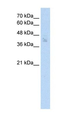 SPDEF antibody