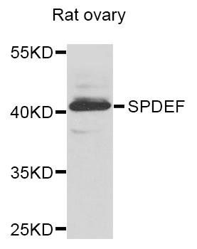 SPDEF antibody