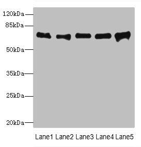 SPDL1 Antibody