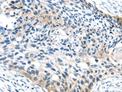 SPDL1 Antibody