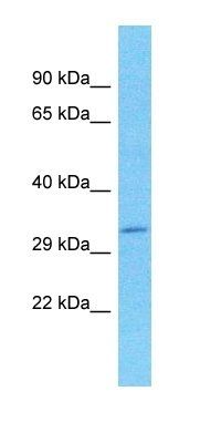 SPDYC antibody