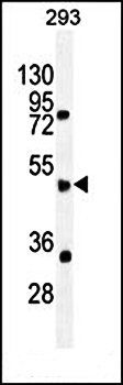 SPDYE5 antibody