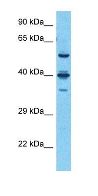 SPE39 antibody