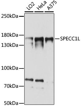 SPECC1L antibody