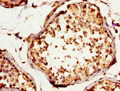 SPA17 Antibody
