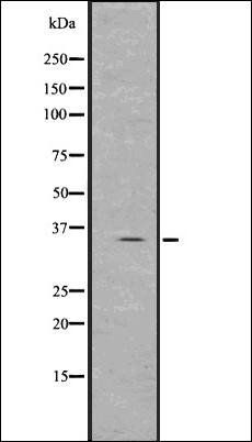Spermidine antibody