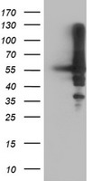 Spermine synthase (SMS) antibody