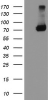 Spermine synthase (SMS) antibody