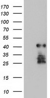 Spermine synthase Antibody