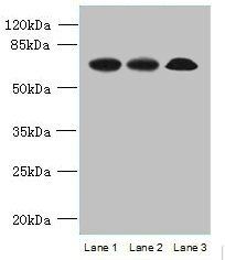 SPERT antibody