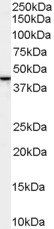 Goat anti-SPFH2 / ERLIN2 Antibody