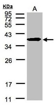 SPFH2 antibody