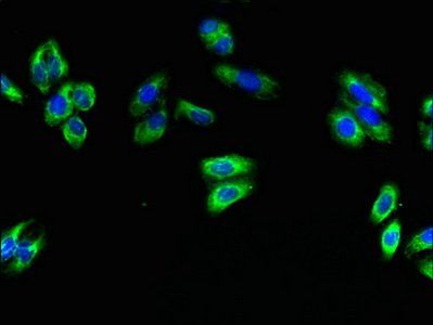 SPG11 antibody