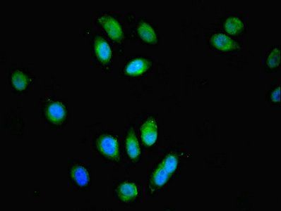 SPG21 Antibody