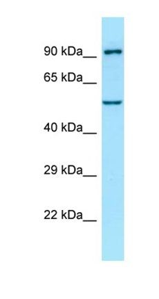 SPG3A antibody