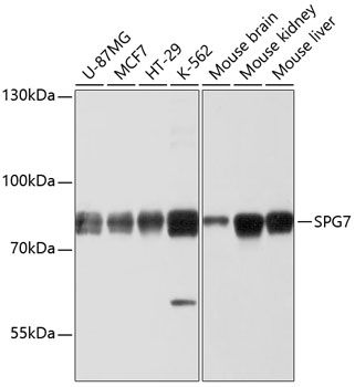 SPG7 antibody