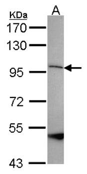 SPG7 antibody