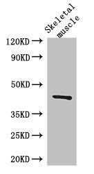 SPHK1 Antibody