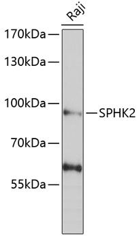 SPHK2 antibody