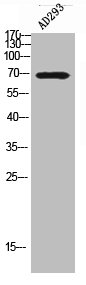 SPHK2 antibody