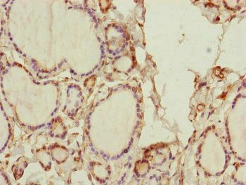 SPICE1 Antibody