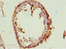 SPIN1 Antibody
